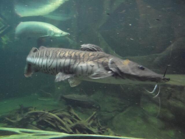 Der Fischreichtum in tropischen Gewässern ist groß.