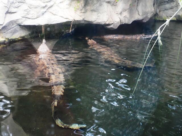 Hier sollte man nicht zum Baden ins Wasser springen, auch wenn es sicher angenehm warm ist.