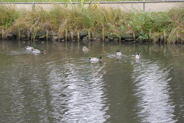 Braucht seine Zeit, bis Enten satt sind....