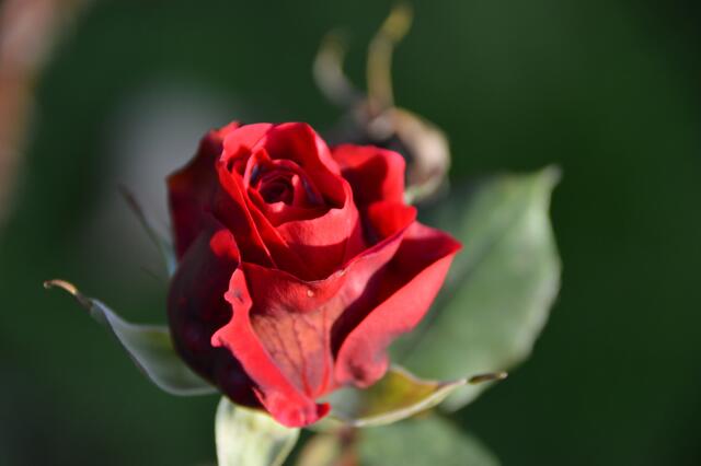 Nur die Rose Mildred Scheel gibt noch nicht auf.