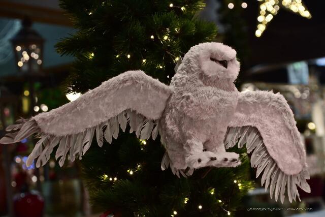 Schneeeule