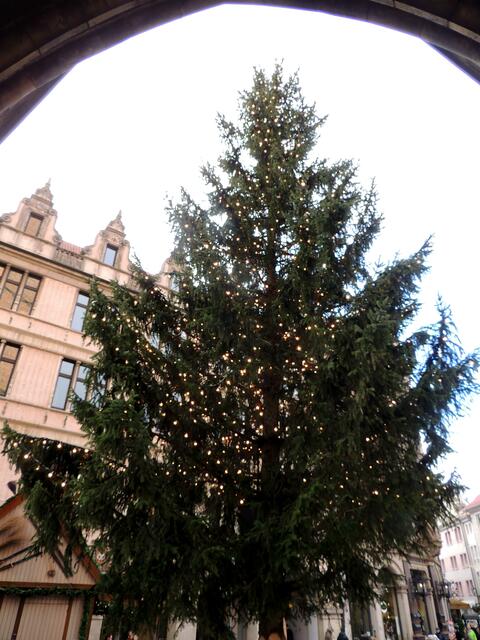 Der Weihnachtsbaum steht schon vor der Tür