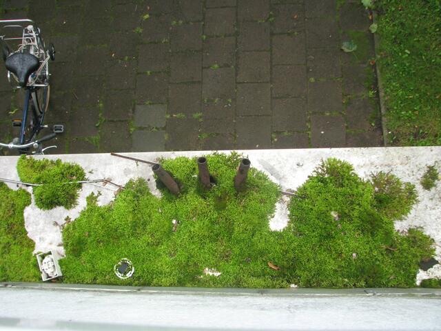 Moss auf vielen Hauseingängen. Moss wächst 1 mm im Jahr! Hier wächst es wohl schon 10 Jahre?