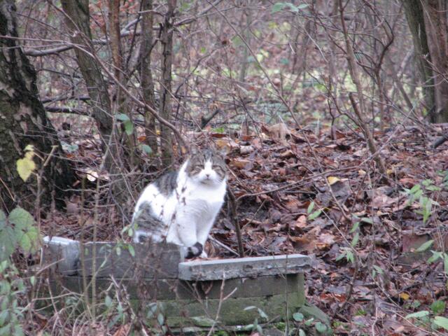 die Katze. Ein Herz für Tiere, danke für das Katzenhaus-