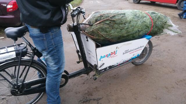 kein Problem für die Hannah mit einer T2,30 m hohen Tanne