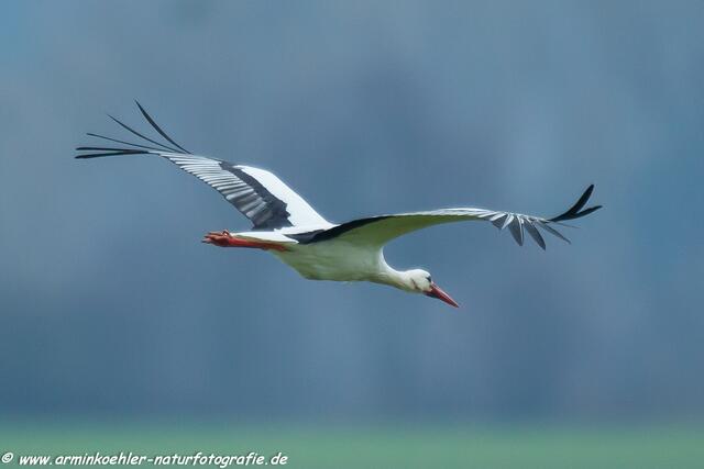 Weißstorch im Flug