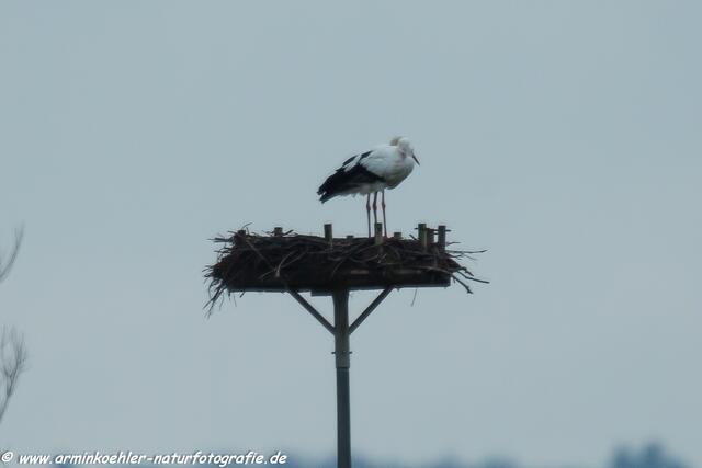 Bei näherem Hinsehen waren es dann doch zwei Störche auf dem Brutmasten