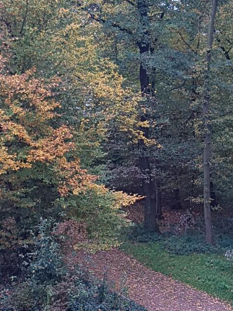 Der Waldweg beginnt vor meiner Haustür !