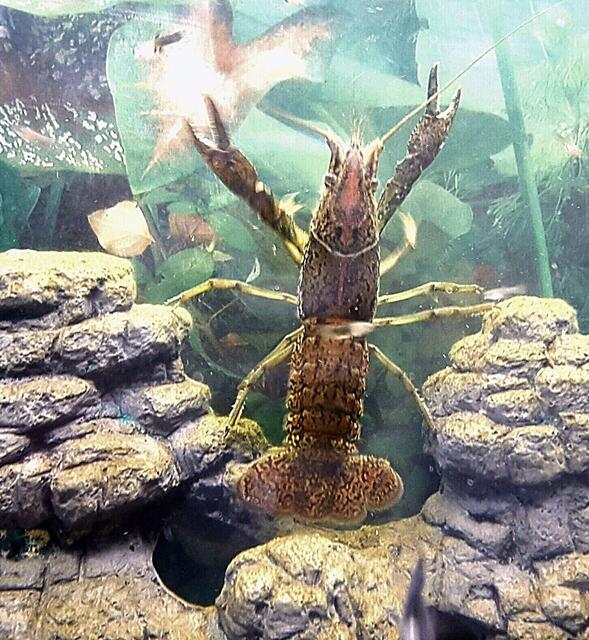 ﻿﻿Von Schmetterlingsfischen,einem blauen Olaf,Misses Krebs und seit kurzen auch einen Mausefisch !!!
