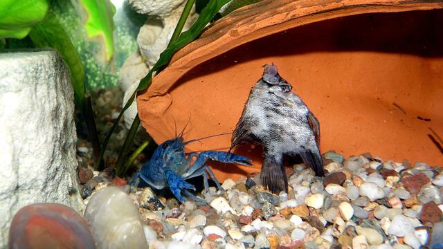﻿﻿Von Schmetterlingsfischen,einem blauen Olaf,Misses Krebs und seit kurzen auch einen Mausefisch !!!