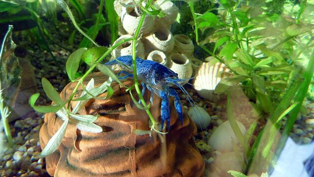 ﻿﻿Von Schmetterlingsfischen,einem blauen Olaf,Misses Krebs und seit kurzen auch einen Mausefisch !!!