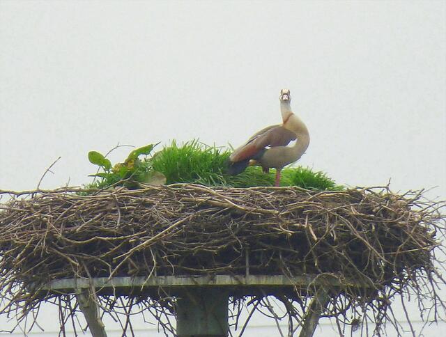 Nicht so ganz alltäglich...und NEIN, du bist kein Storch! ;-)