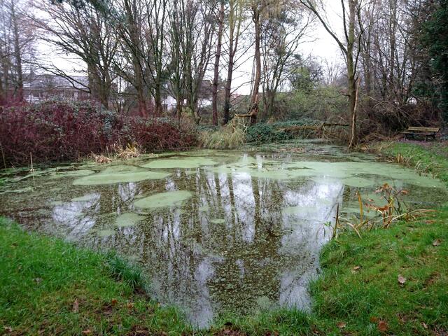 Spiegelungen in einer kleinen Wasserstelle im Brinker Park