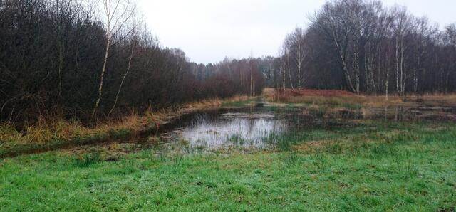 Sumpfige Wiesen am Altwarmbüchener See nach vielen Regenfällen