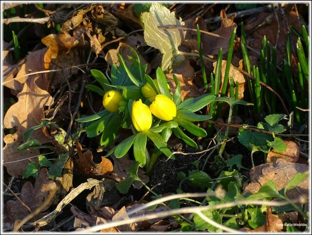 Die ersten Winterlinge recken ihre gelben Blüten der Wintersonne entgegen (Foto: Katja Woidtke)