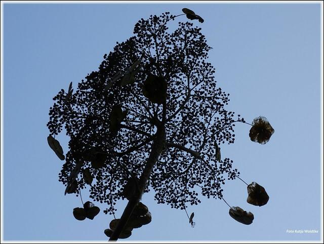 Verblühtes - Strauchhortensie im Gegenlicht (Foto: Katja Woidtke)
