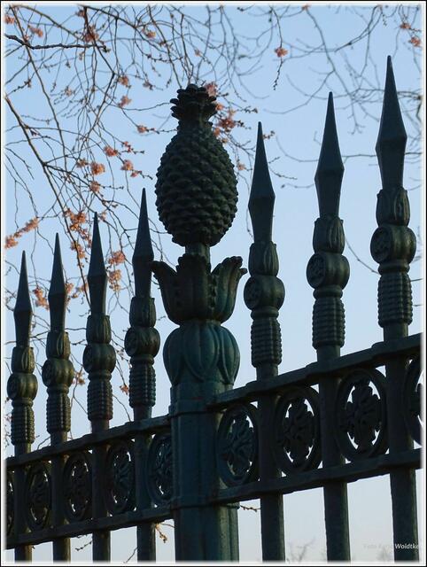 Rund um den Berggarten wächst die Ananas sogar auf den Zaunspitzen https://www.myheimat.de/hannover-herrenhausen/kultur/quer-durch-hannover-wo-die-ananas-auf-zaeunen-waechst-d2848484.html (Foto: Katja Woidtke)