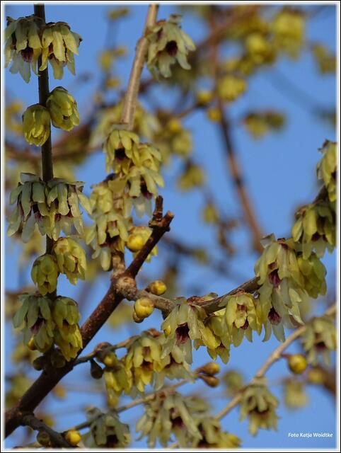 Die Chinesiche Winterblüte (Chimomanthus praecox) kommt aus der Familie der Gewürzstrauchgewächse (Foto: Katja Woidtke)