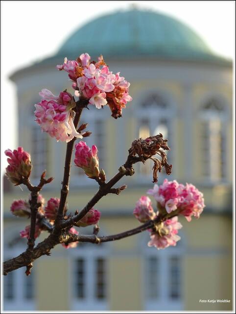 Blüten des Schneeballs "Charles Lamont" vor dem Bibliothekspavillon (Foto: Katja Woidtke)