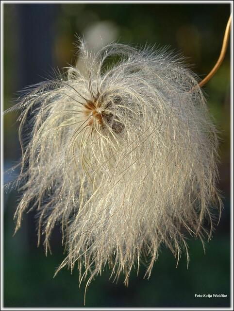 Zu meinen Lieblingsmotiven im winterlichen Berggarten zählt der Fruchtstand der Waldrebe (Clematis orientalis "Bill Mackkenzle") (Foto: Katja Woidtke)