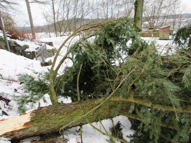 Am Hügelchen wurde vom Gelände des Pfarrhauses ein Nadelbaum abgerissen und versperrt jetzt den Rundweg über das Hügelchen.