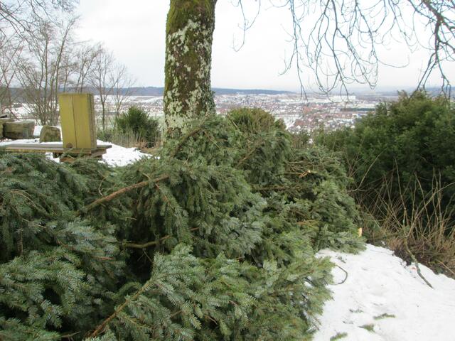 Die Spitze des Baumes ragt einige Meter über den Hang.