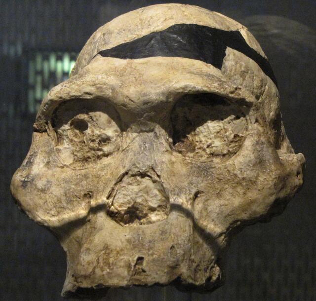 Und auch der Frühmensch hatte es nicht leicht. Wie dieser Australopithekus, sind alle Menschenarten ausgestorben. Bis auf einen, den Homo sapiens, mit einem kleinen Anteil Neandertaler.