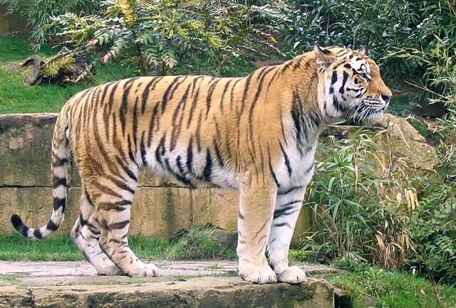 Da bleibt immer weniger Platz für die Pflanzen- und Tierwelt. Das große und menschengemachte Artensterben hat bereits begonnen. Nur noch 550 Exemplare gibt es von diesem prächtigen Sibirischen Tiger, zu dessen Erschaffung die Evolution dreieinhalb Millarden Jahre benötigt hat. Wird es zum Überleben reichen? | Foto: Christel Wolter