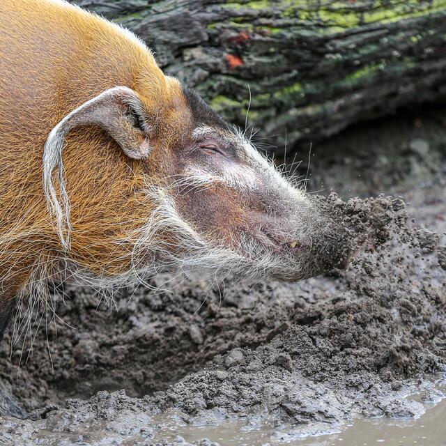 Man beachte den ... Gesichtsausdruck :-)))