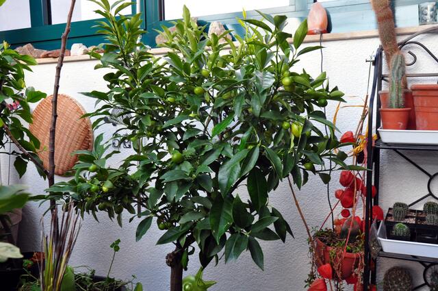 Kumquats
