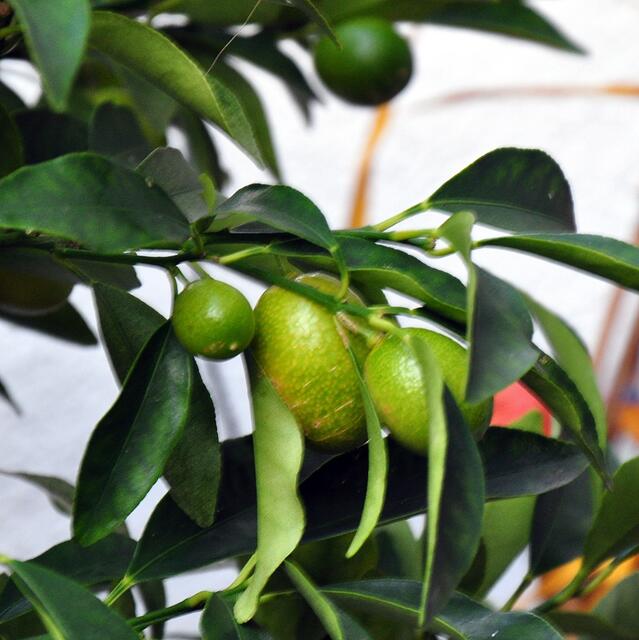 Kumquats