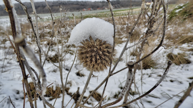 Winterrundgang durch unsere Altenburg - 4.2.2018 !