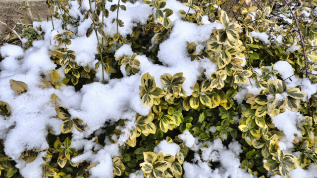 Winterrundgang durch unsere Altenburg - 4.2.2018 !