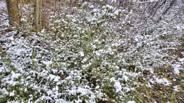 Winterrundgang durch unsere Altenburg - 4.2.2018 !