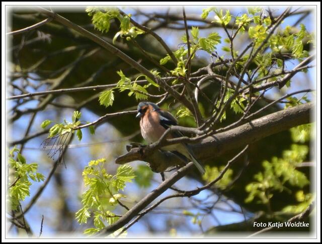 Männlicher Buchfink (Fringilla coelebs) im Frühling (Foto: Katja Woidtke)