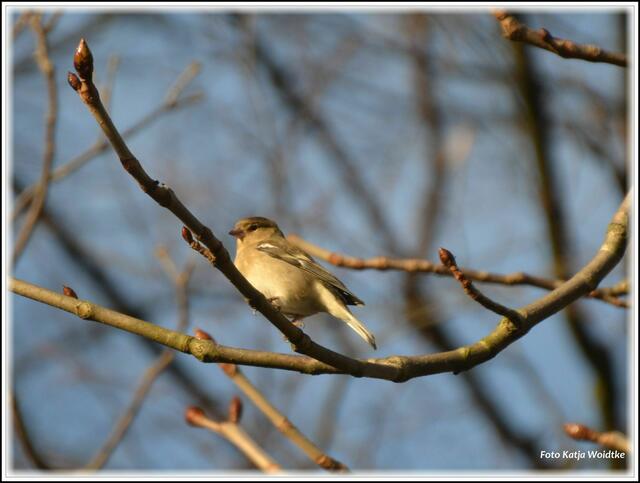 Die weiblichen Buchfinken (Fringilla coelebs) sind mit ihrem beige-grünlichen Gefieder etwas unscheinbarer als die Männchen (Foto: Katja Woidtke)
