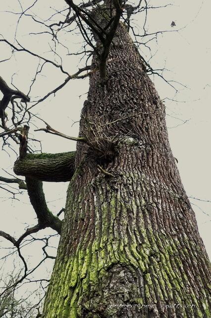 Winterkleid...