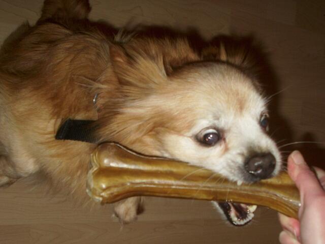 Harter Knochen!