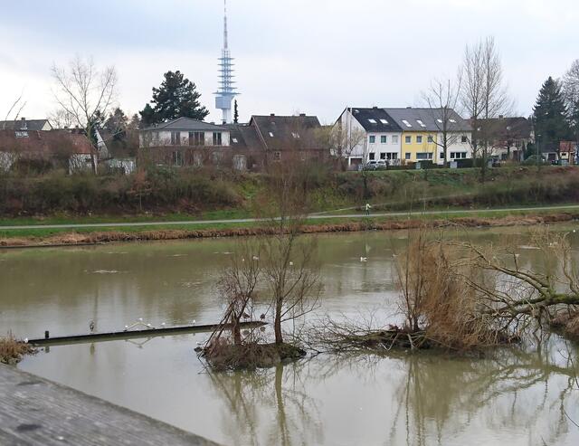 Blick von der Brücke: Möwen, Gänse, Kormorane und Rallen fühlen sich hier wohl.