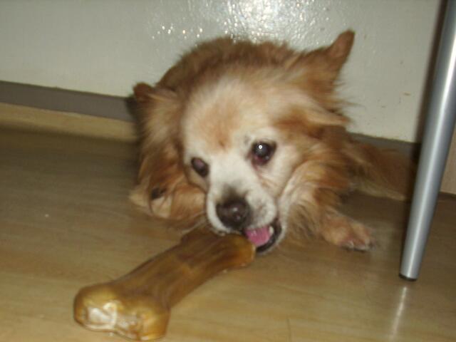 Harter Knochen!