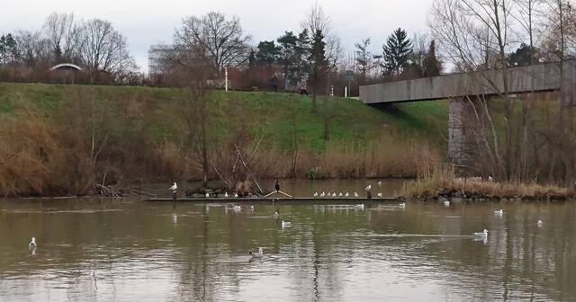 Blick vom anderen Ufer auf die Vogelwelt