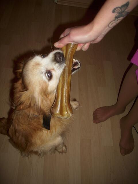 Harter Knochen!