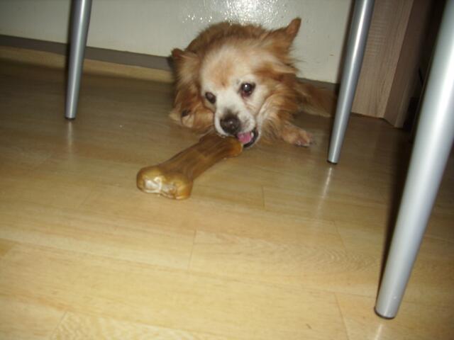 Harter Knochen!