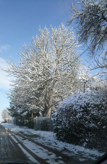 eine prachtvolle Roßkastanie im Winterkleid