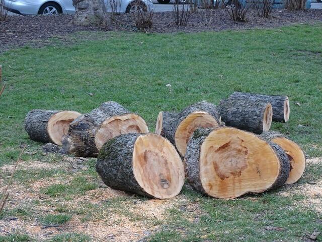 Holzstämme