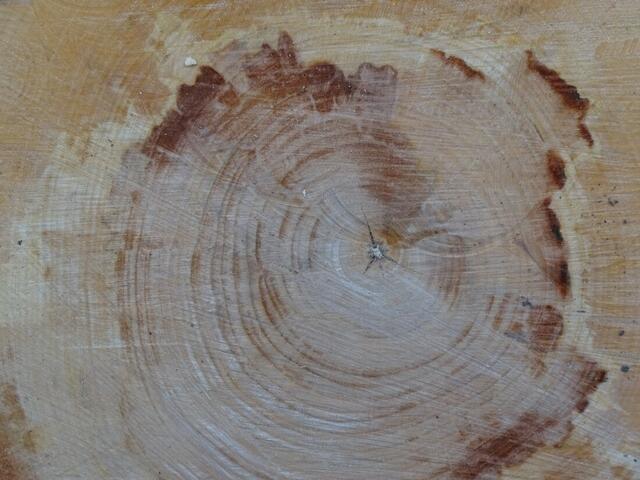 Holzstämme