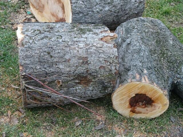 Holzstämme