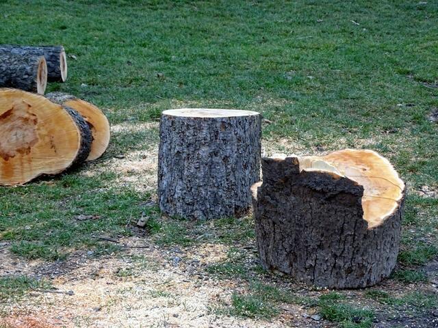 Holzstämme