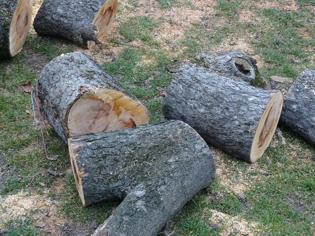 Holzstämme