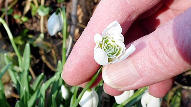 O`Brain im Steinbruch Nebra bei den Schneeglöckchen - Teil 2 !!!
